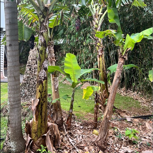 Meet your Posher, Daphne - Picture 2 of 2